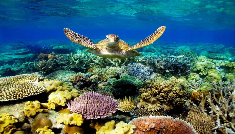 Great Barrier Reef Marine Park